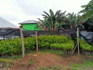 Muhammad Habib Memproduksi Sejumlah Tanaman Diokulasi