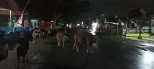 Kurang Sosialisasi, Sapi Terus Berkeliaran