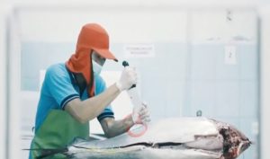 Ikan Tuna Dari Maluku Utara Diekspor ke Berbagai Negara