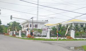 Sapi Hiasi Wajah Kota Sanana