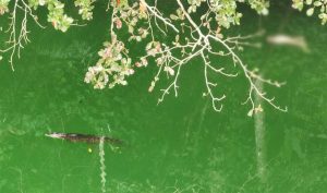Jasad Korban Masih Dijaga Buaya di Dalam Danau Tolire Ternate