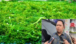 Optimalisasi PAD 2023, PT Alga Kastela Kembali Beroperasi