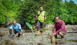 Konsistensi HARITA Nickel Rehabilitasi Mangrove di Halsel
