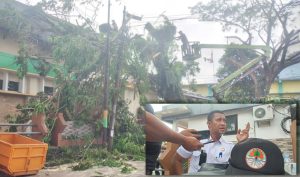 Terkendala Armada, Potong Pohon Tak Bayar ke DLH Ternate