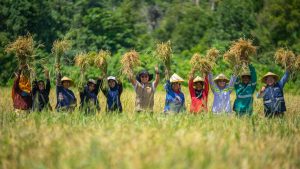 Panen Raya Kedua Program Sentani di Desa Buton Pulau Obi