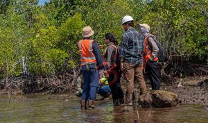 Rehabilitasi Mangrove, Kemenko Marves Apresiasi Harita Nickel Lestarikan Kawasan Pesisir Halsel