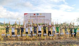 Lampaui Produktivitas Nasional, Petani Binaan Harita Nickel Sukses Panen Perdana  
