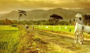 Prioritas 20 Persen Dana Desa ke Dana Ketahanan Pangan di Halbar
