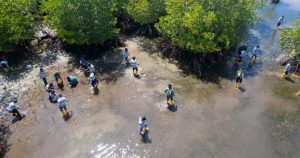 Komitmen Lestarikan Lingkungan, Harita Nickel Tanam Mangrove di Desa Soligi