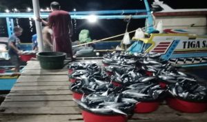 Panen Ikan, Nelayan Halbar Justru Krisis Es Balok