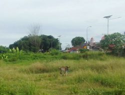 Tanpa RTH Wajah Kota Jailolo Dianggap Semrawut, Pemerhati Bilang Begini