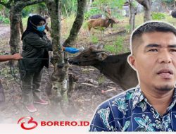 Ribuan Hewan Kurban Masuk Kota Ternate, Distan Siaga