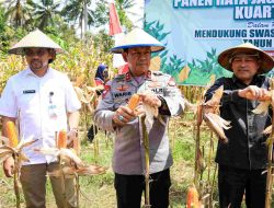 Dukung Swasembada Pangan, Kapolda Malut Ikut Panen Jagung di Oba Tidore