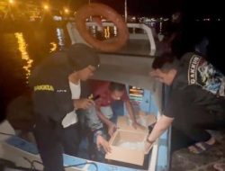 Polda Malut Gagalkan Selundupan Captikus dari Halbar Ke Ternate