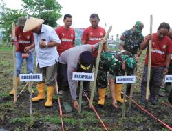 Dukung Ketahanan Pangan Nasional, Wakapolda Malut Tanam Jagung Serentak