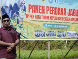 Hadiri Panen Jagung, Wawali Tidore Apresiasi PKK Dengan Gerakan Kebutuhan Pangan