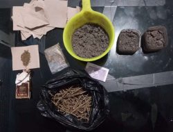 Tanam Ganja di Kebun, Seorang Pemuda Asal Toloa Tidore Ditangkap Polisi
