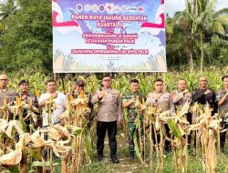 Dukung Swasembada Pangan, Wakapolda Malut Hadiri Panen Jagung di Sofifi