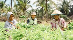 Kebun Hortikultura Jadi Ruang Kemandirian Perempuan di Pulau Obi
