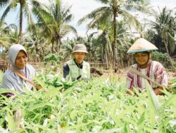 Kebun Hortikultura Jadi Ruang Kemandirian Perempuan di Pulau Obi