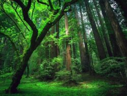 Cari Kayu Gaharu di Hutan, Warga Haltim Dikabarkan Hilang