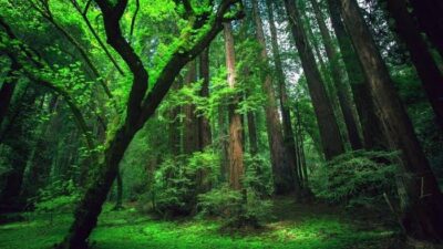 Cari Kayu Gaharu di Hutan, Warga Haltim Dikabarkan Hilang