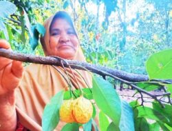 Kemarau, Buah Pala di Tidore Alami Kerutan dan Gagal Panen