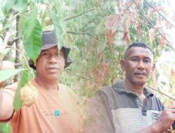 Kelangsungan Tanaman Pala Terancam, Pemkot Tidore Diminta Turun Tangan
