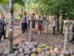 Muncul Dari Hutan, Tiga Warga Halteng Nyaris Dipanah Orang Tak Dikenal